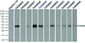 Anti-FCGR2A Mouse Monoclonal Antibody [clone: OTI6H7]