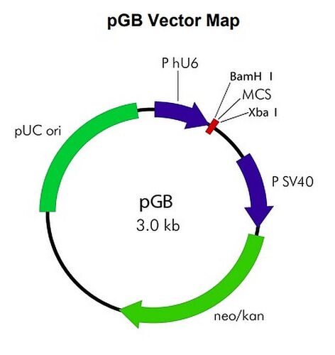 pGB BAX siRNA Vector Mix, BioVision