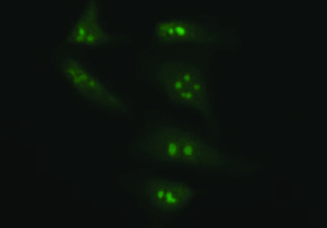 Anti-PTPRC Mouse Monoclonal Antibody [clone: OTI3C8]