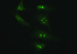 Anti-PTPRC Mouse Monoclonal Antibody [clone: OTI3C8]