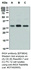 Anti-ING4 Rabbit Monoclonal Antibody [clone: EP3804]