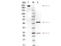 Anti-GSTM3 Mouse Monoclonal Antibody [Clone: 20C11.H5.E11]