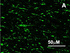 Immunoreactivity of cells and terminals in sheep hypothalamus section using anti-RFRP-3 antibody (1:2000).