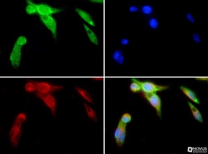 Anti-SLC9A3 Mouse Monoclonal Antibody (Biotin) [clone: 10A8]