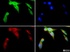 Anti-SLC9A3 Mouse Monoclonal Antibody (Biotin) [clone: 10A8]
