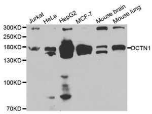 Western blot analysis of extracts of various cell lines using DCTN1 antibody