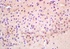 Immunohistochemical analysis of formalin-fixed paraffin embedded rat brain tissue using RAD21 antibody (dilution at 1:200)