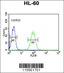 Anti-NASP Rabbit Polyclonal Antibody (Biotin)