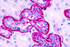 Anti-HTR2C Rabbit Polyclonal Antibody