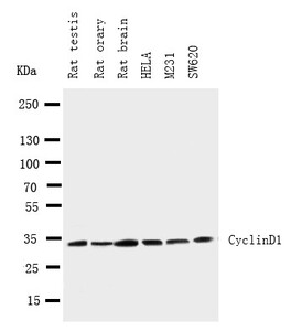 Anti-CCND1 Rabbit Polyclonal Antibody