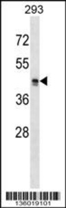 Anti-MRGPRX2 Rabbit Polyclonal Antibody