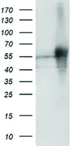Anti-SH2D2A Mouse Monoclonal Antibody [clone: OTI6G1]