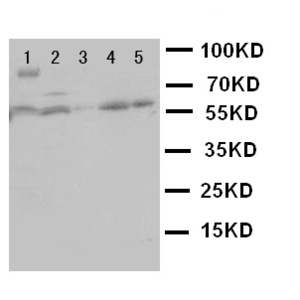 Anti-HSF2 Rabbit Polyclonal Antibody