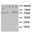 Anti-HSF2 Rabbit Polyclonal Antibody