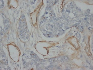 Anti-Collagen, Type IV Mouse Monoclonal Antibody [clone: Col-30]