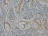 Anti-Collagen, Type IV Mouse Monoclonal Antibody [clone: Col-30]