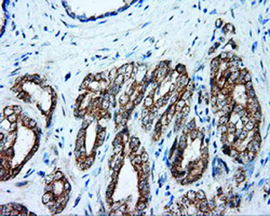 Anti-NME4 Mouse Monoclonal Antibody [clone: OTI1A5]
