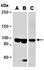 Western blot analysis of total cell extracts from mouse thymus(Lane1),human HepG2(Lane2) and human Hela(Lane3) using KDM1B antibody