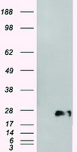 Anti-NEUROG1 Mouse Monoclonal Antibody [clone: OTI15A7]