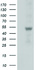 Anti-SLFNL1 Mouse Monoclonal Antibody [clone: OTI5C3]