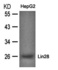 Western blot analysis of Lin28 antibody in HepG2 cells lysates