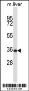 Anti-NEK6 Rabbit Polyclonal Antibody (FITC (Fluorescein Isothiocyanate))