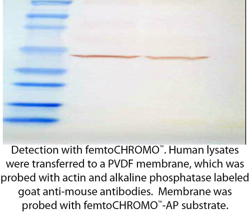 femtoCHROMO™- AP Kit for Chromogenic Detection, G-Biosciences