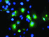 Anti-MLF1 Mouse Monoclonal Antibody [clone: OTI2H10]