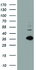 Anti-MLF1 Mouse Monoclonal Antibody [clone: OTI5E11]