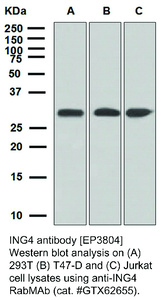 Anti-ING4 Rabbit Monoclonal Antibody [clone: EP3804]