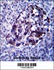 Anti-MID2 Rabbit Polyclonal Antibody (HRP (Horseradish Peroxidase))