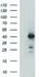 Anti-HAUS7 Mouse Monoclonal Antibody [clone: OTI2F2]