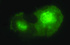 Anti-IL10RA Mouse Monoclonal Antibody [clone: OTI1G10]