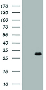 Anti-RAB24 Mouse Monoclonal Antibody [clone: OTI4H10]