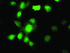 Anti-UBXN2B Mouse Monoclonal Antibody [clone: OTI2E8]