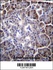 Anti-MYBPHL Rabbit Polyclonal Antibody (HRP (Horseradish Peroxidase))