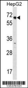 Anti-NR2C1 Rabbit Polyclonal Antibody (APC (Allophycocyanin))
