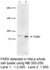 Anti-BIRC5 Mouse Monoclonal Antibody (Biotin) [clone: 60.11]
