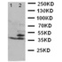 Western blot analysis of Lane 1: HELA Cell Lysate, Lane 2: JURKAT Cell Lysate using BCAT1 antibody