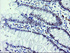 Anti-ZBED1 Mouse Monoclonal Antibody [clone: OTI2A7]