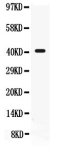 Anti-CD55 Rabbit Polyclonal Antibody