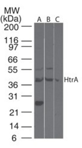 Anti-HTRA3 Rabbit Polyclonal Antibody