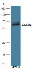 WB analysis of MCF-7 cells lysates using OSGIN1 antibody