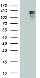 Anti-RAPGEF1 Mouse Monoclonal Antibody [clone: OTI1B2]