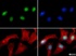 Anti-LRRK2 Rabbit Polyclonal Antibody (Biotin)