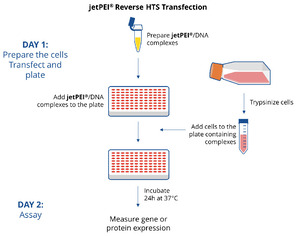 jetPEI®, HTS DNA transfection reagent