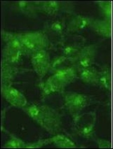 Anti-MAP1LC3A Rabbit Polyclonal Antibody (Biotin)