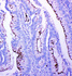 Anti-Profilin 2 Rabbit Polyclonal Antibody