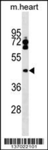 Anti-LPXN Rabbit Polyclonal Antibody (FITC (Fluorescein Isothiocyanate))