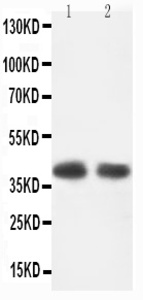 Anti-CXCR2 Rabbit Polyclonal Antibody